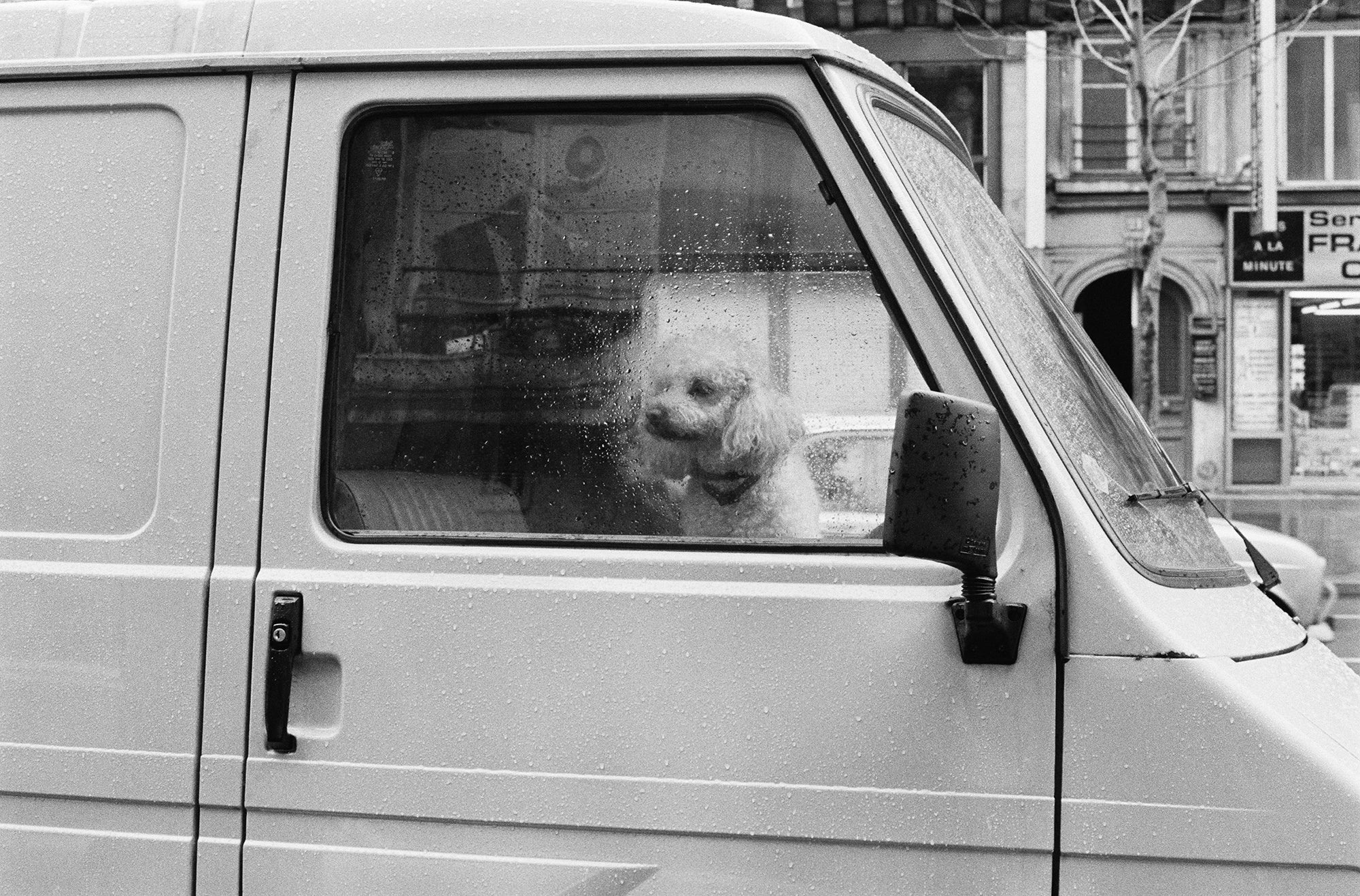 Josie Borain | 'Melancholy Poodle'