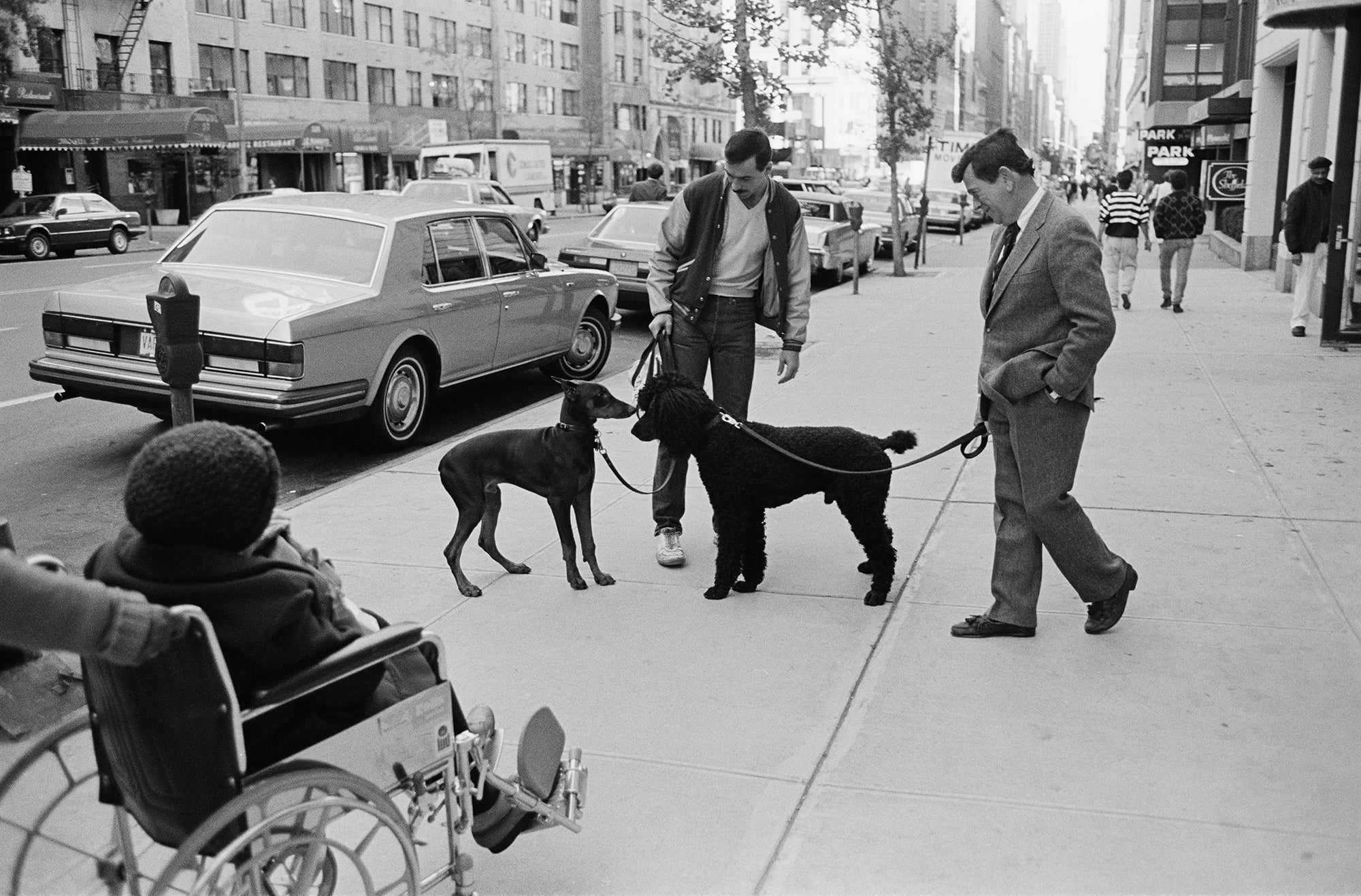 Josie Borain | 'Poodle Meets Pinscher'