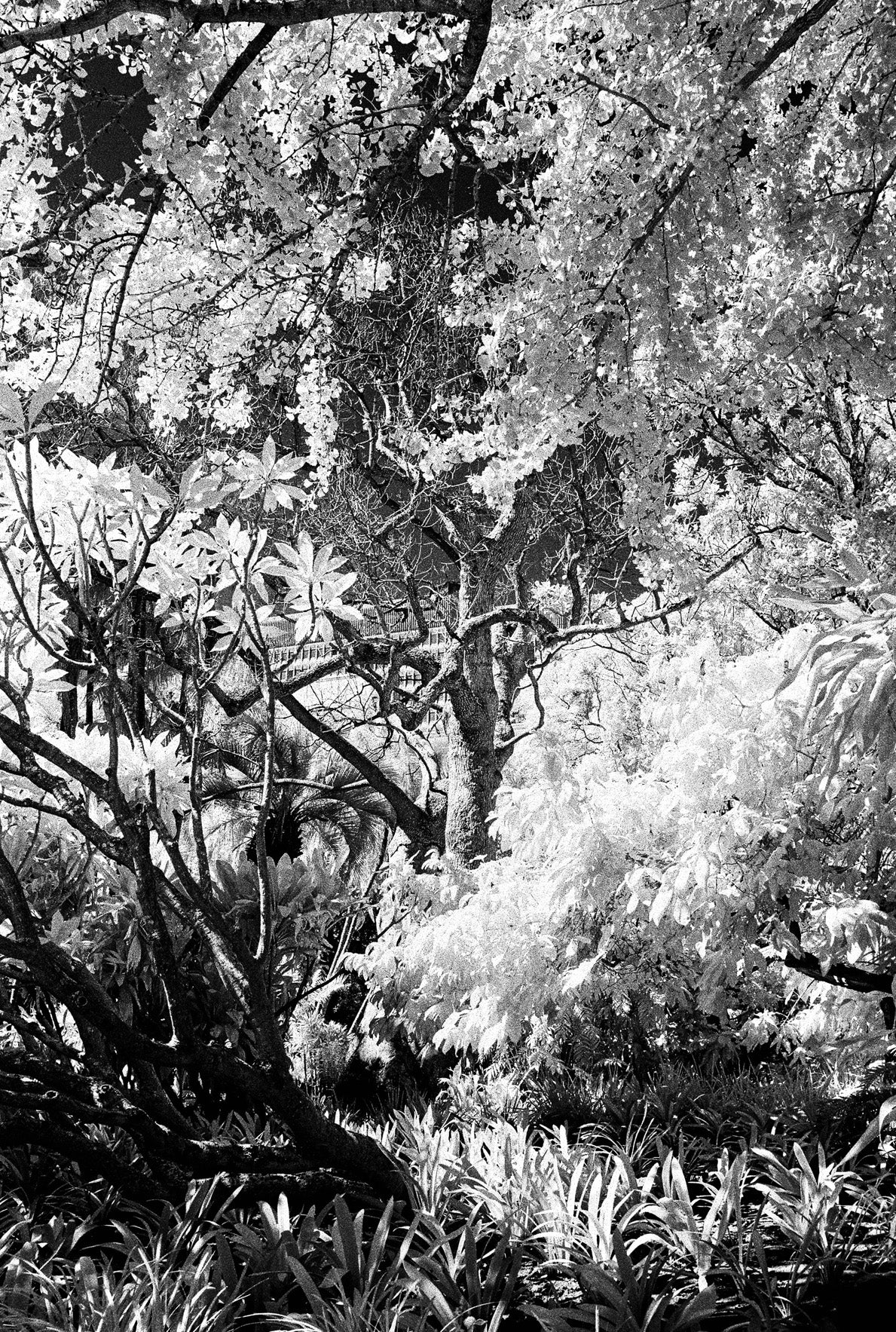 Andrew Baxter | Company Gardens (2025)