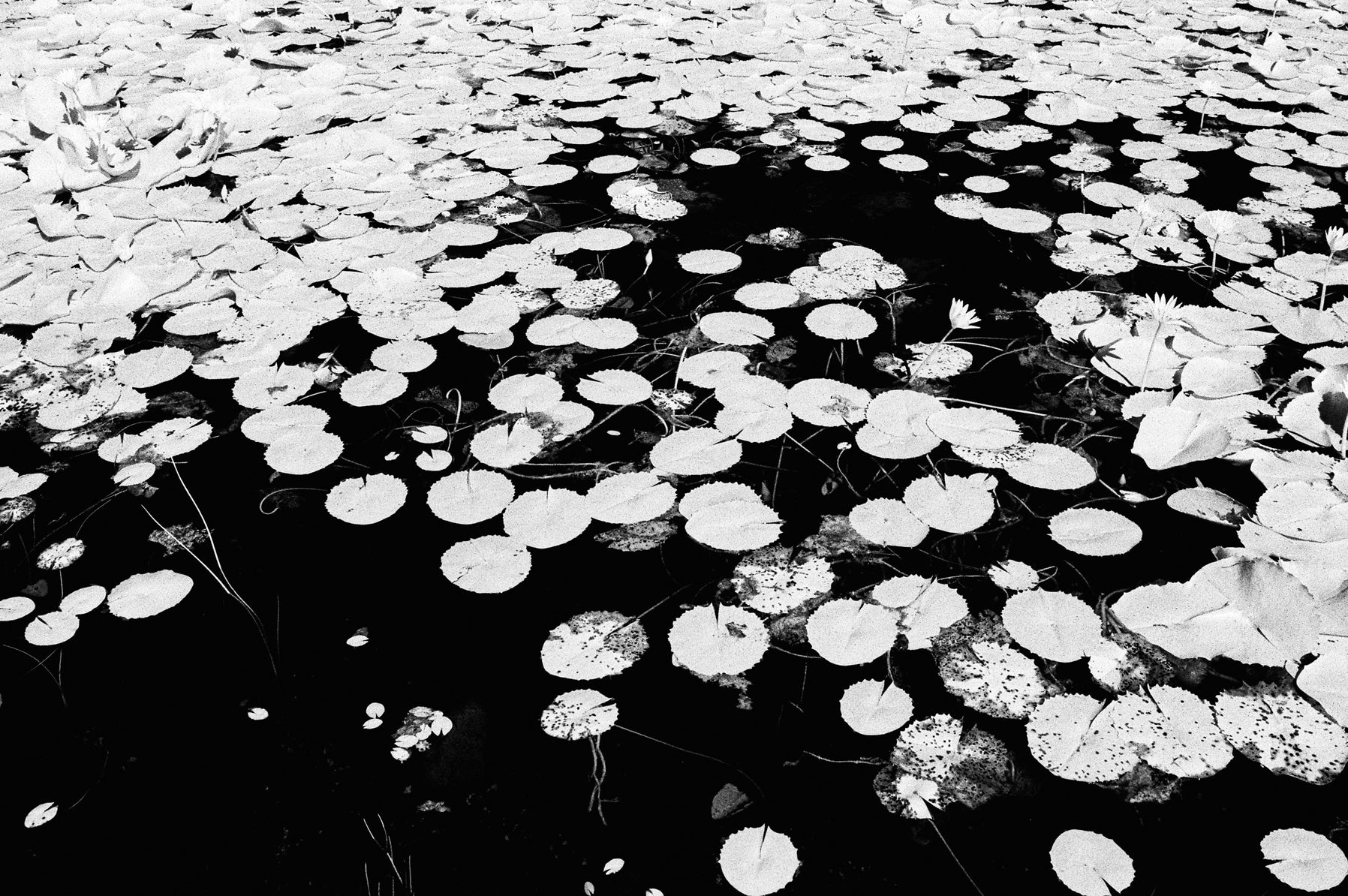 Andrew Baxter | Lily Pads in Green Point Park (2025)