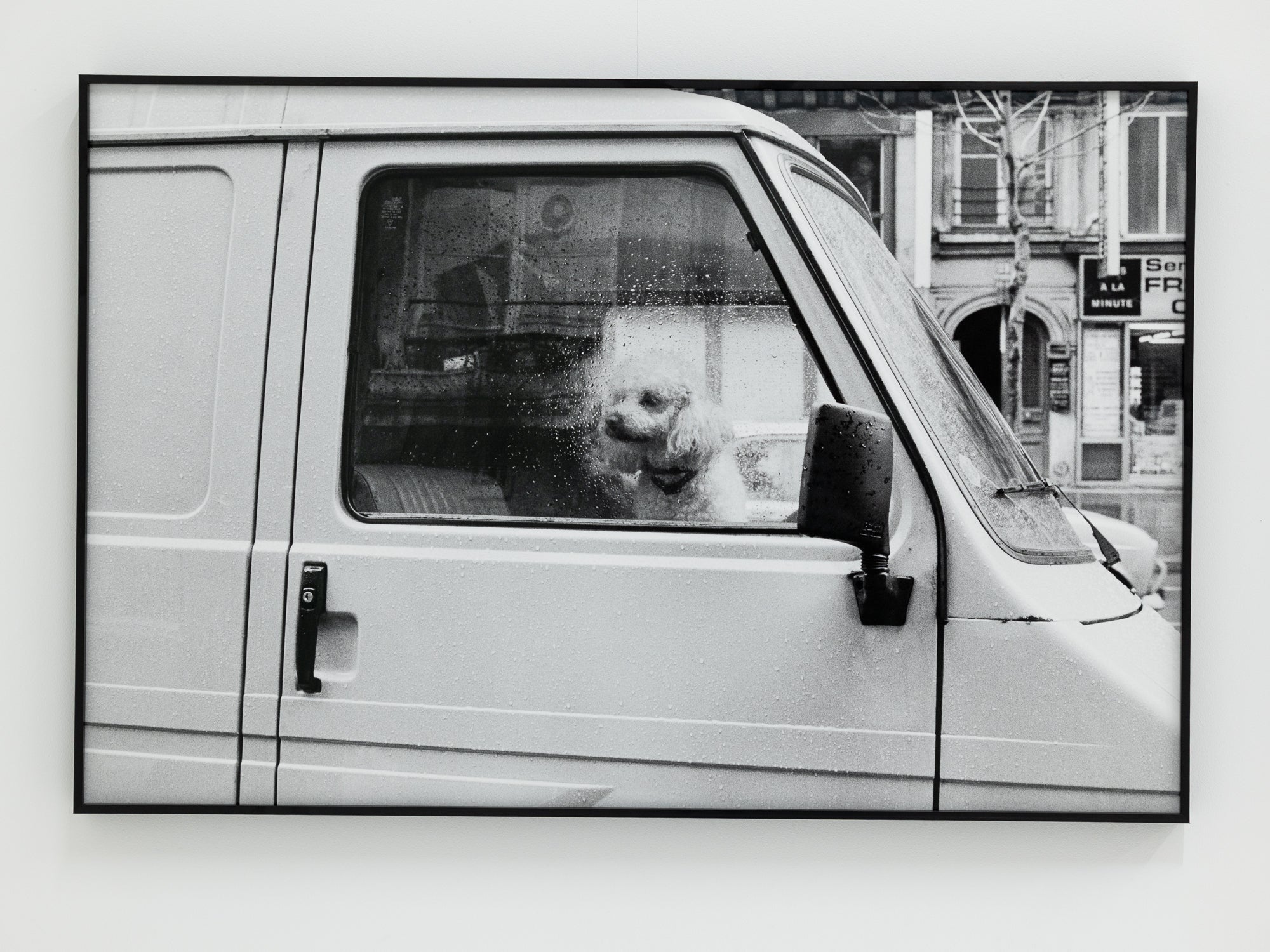 Josie Borain | 'Melancholy Poodle'