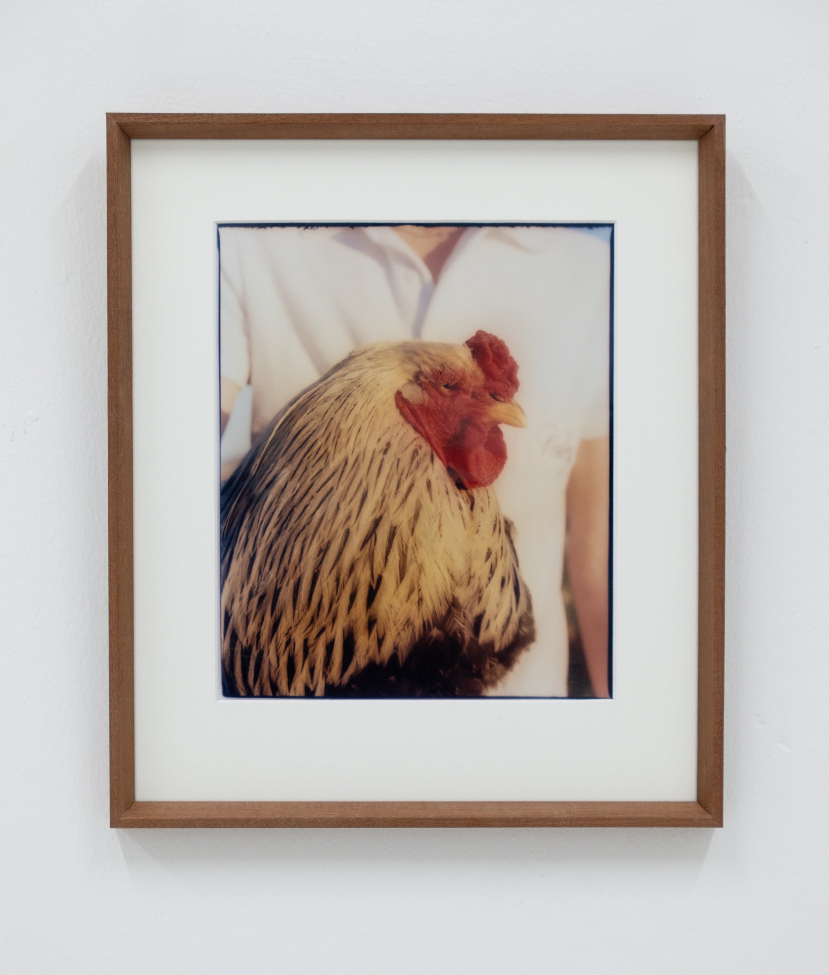 William Sheepskin | Sunset Cockerel