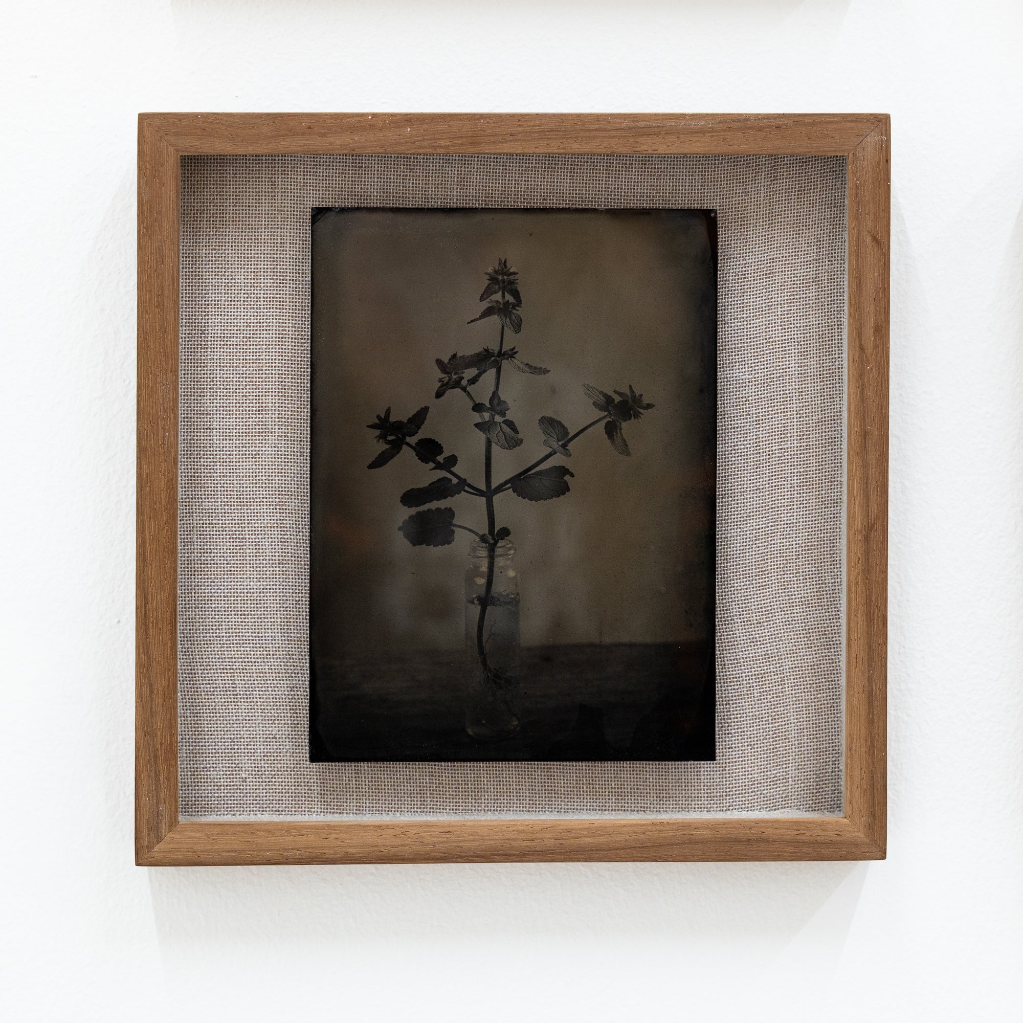 Sean Wilson | Plant Out Of Place 002 (2023)