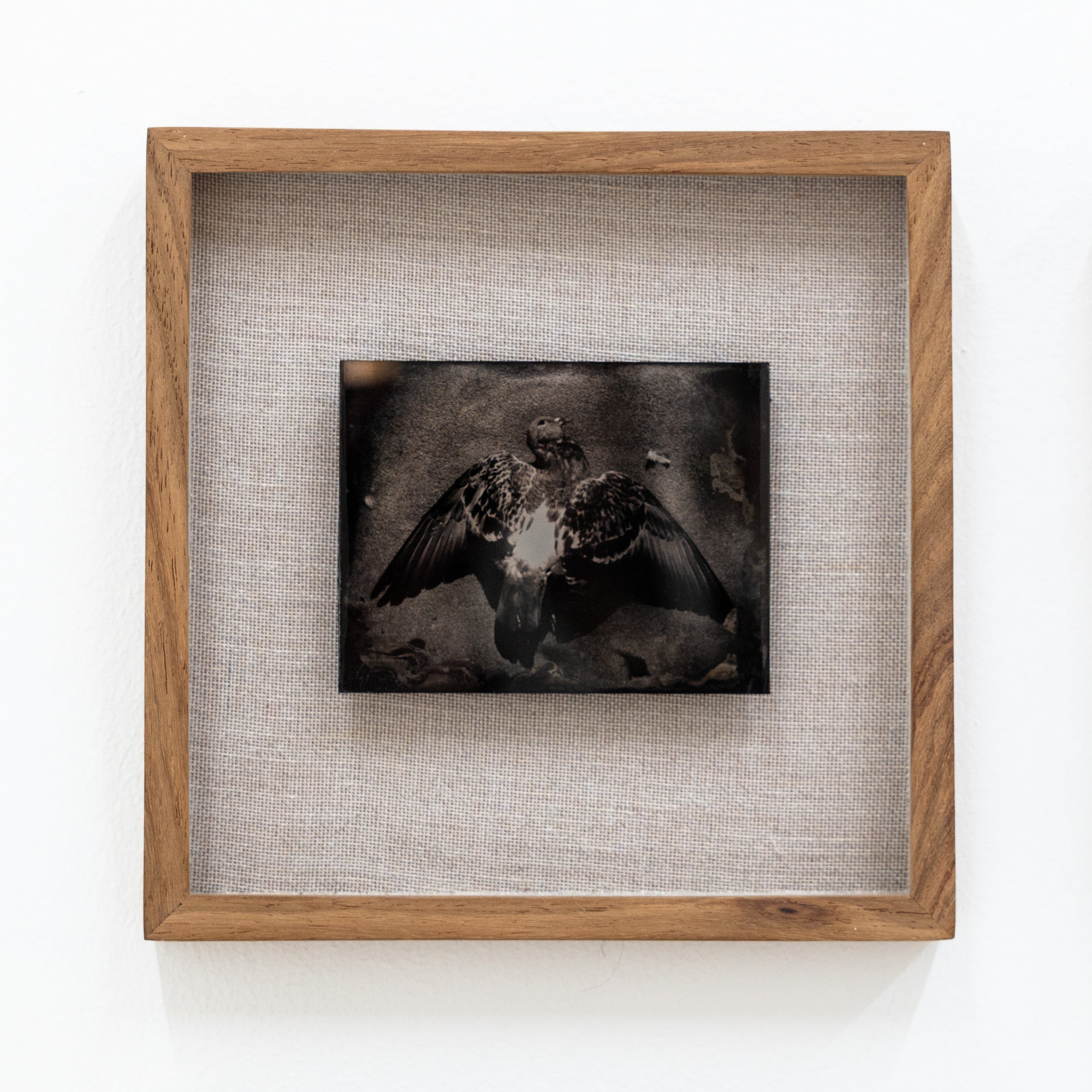 Sean Wilson | Dead Dove During the Pandemic (2021)