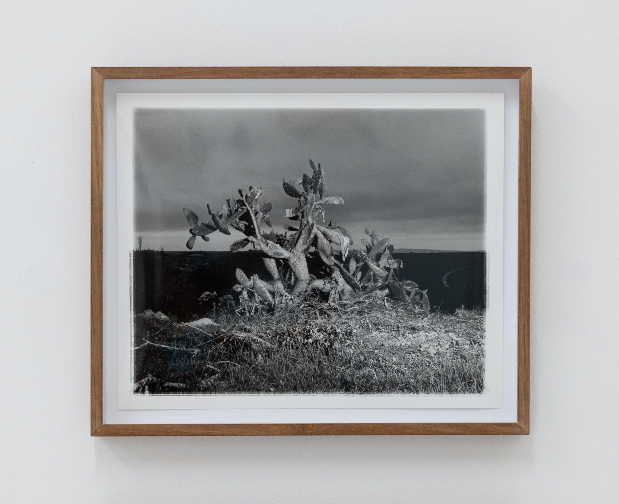 CJ Chandler | untitled (Cactus 1, Blackwoods 2024)