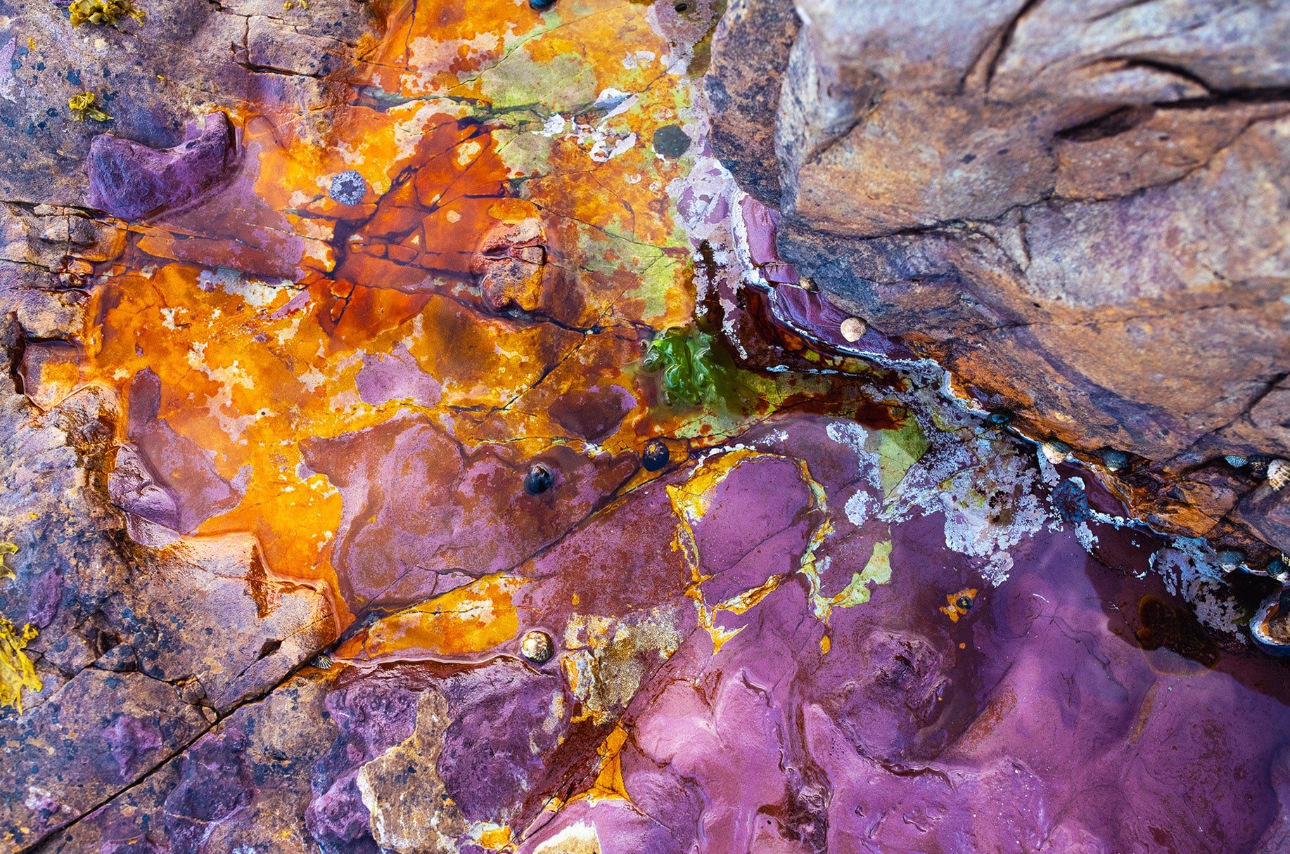 Dylan Culhane | Psychedelic Rockpool, Smitswinkel Bay (2025)