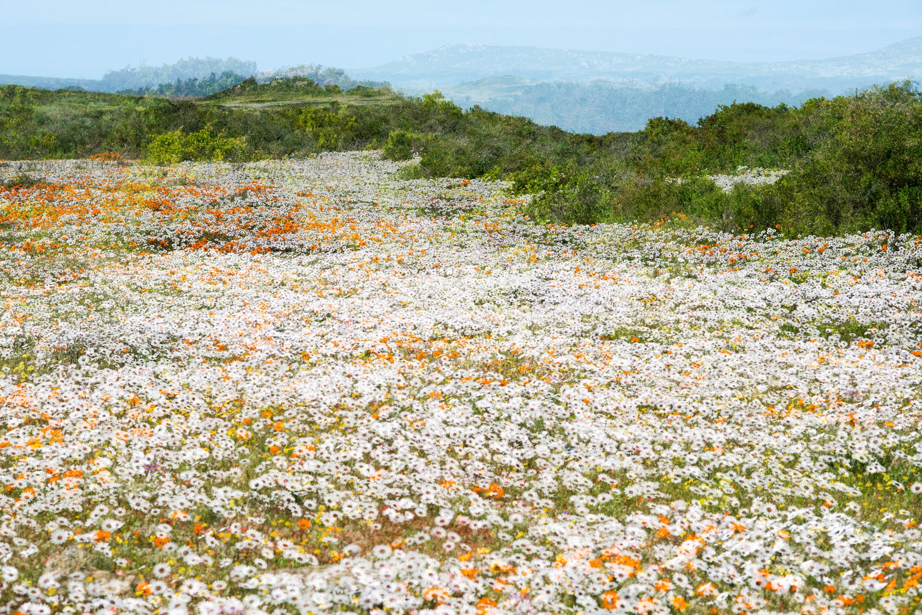 Dylan Culhane | Tripping Daisy (2020)