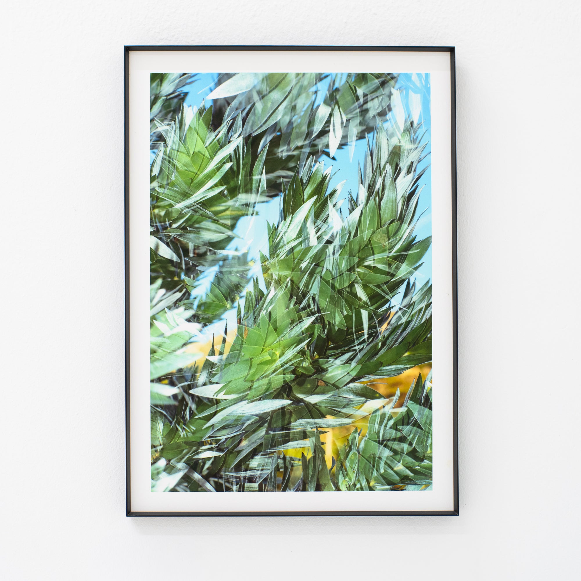 Dylan Culhane | Witteboom (Newlands, 2021)