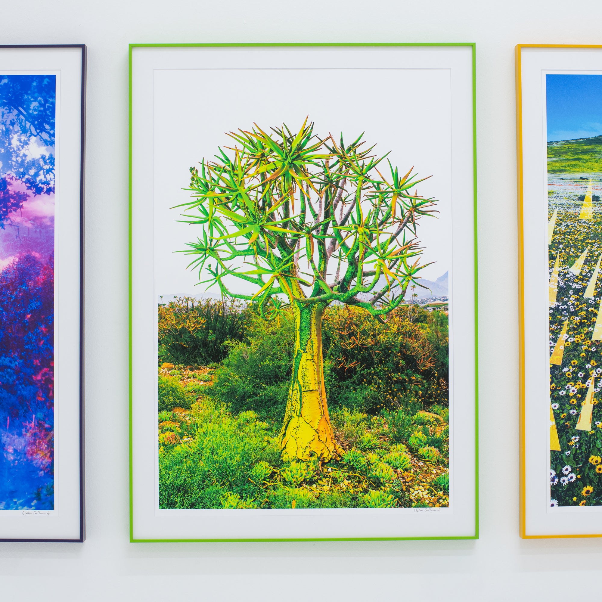 Dylan Culhane | Kokerboom (Worcester, 2022)