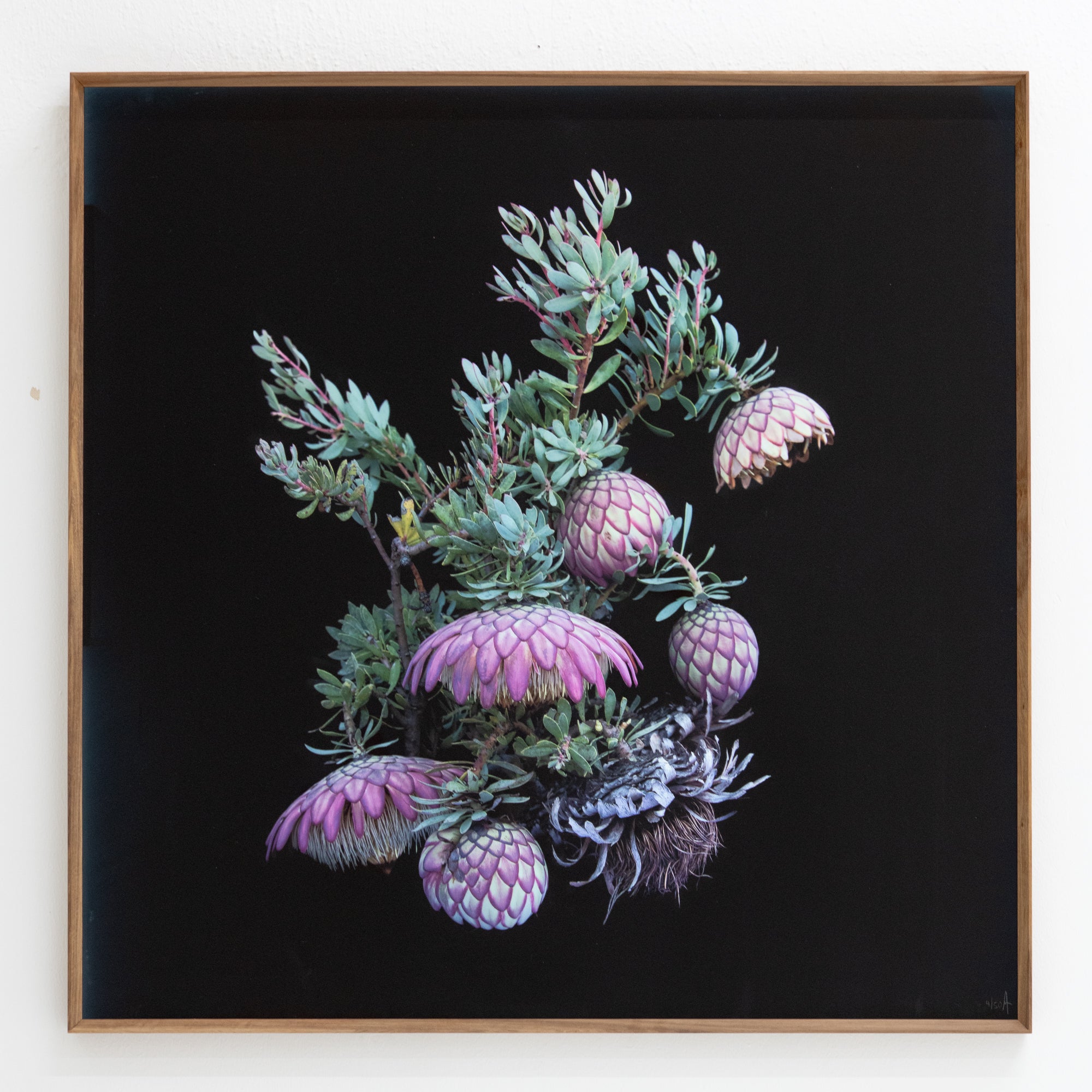 Ana-Filipa Domingues | Protea Sulphurea, Full Cycle (2024)