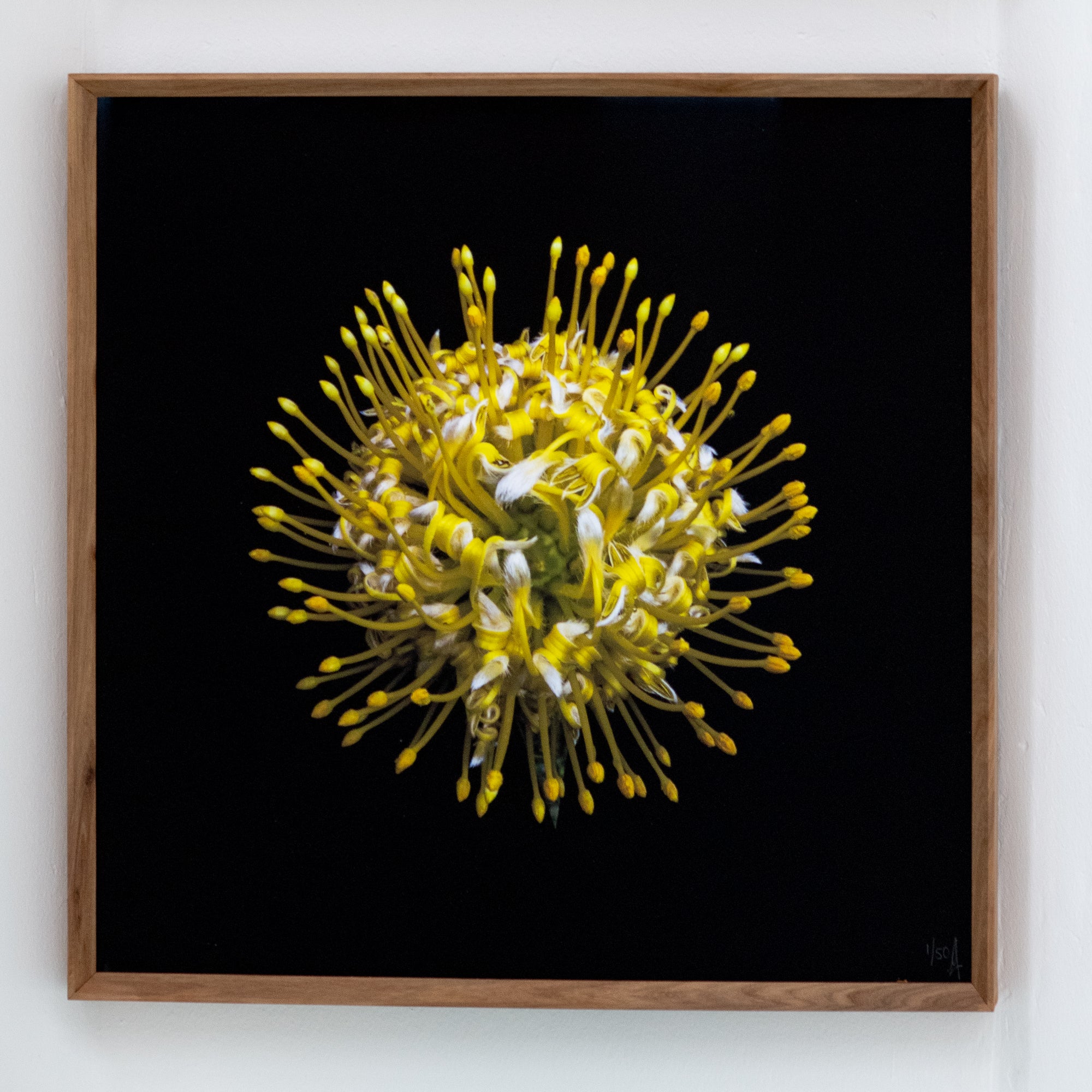 Ana-Filipa Domingues | Leucospermum Conocarpodendron (2024)