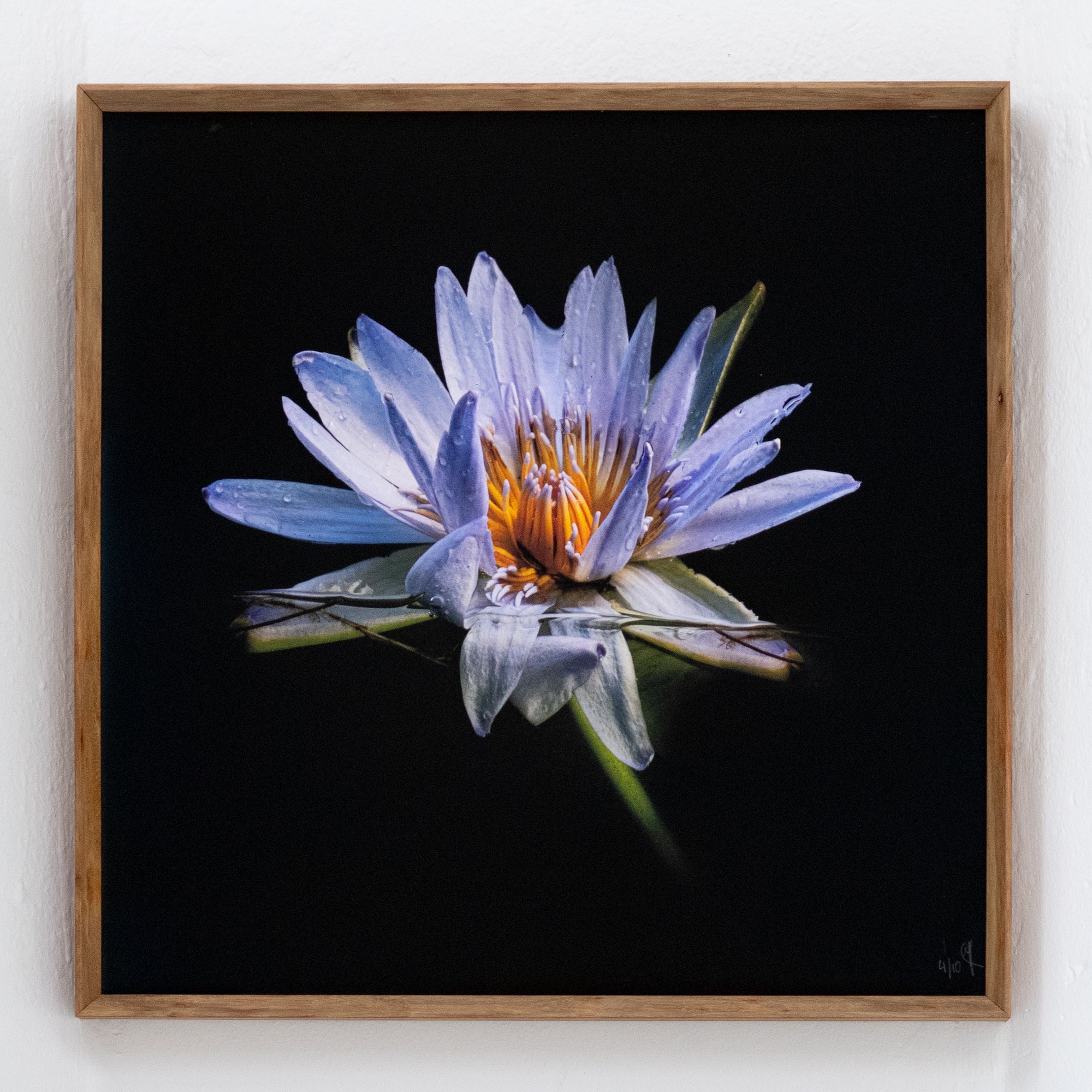 Ana-Filipa Domingues | Cape Water Lily (2024)