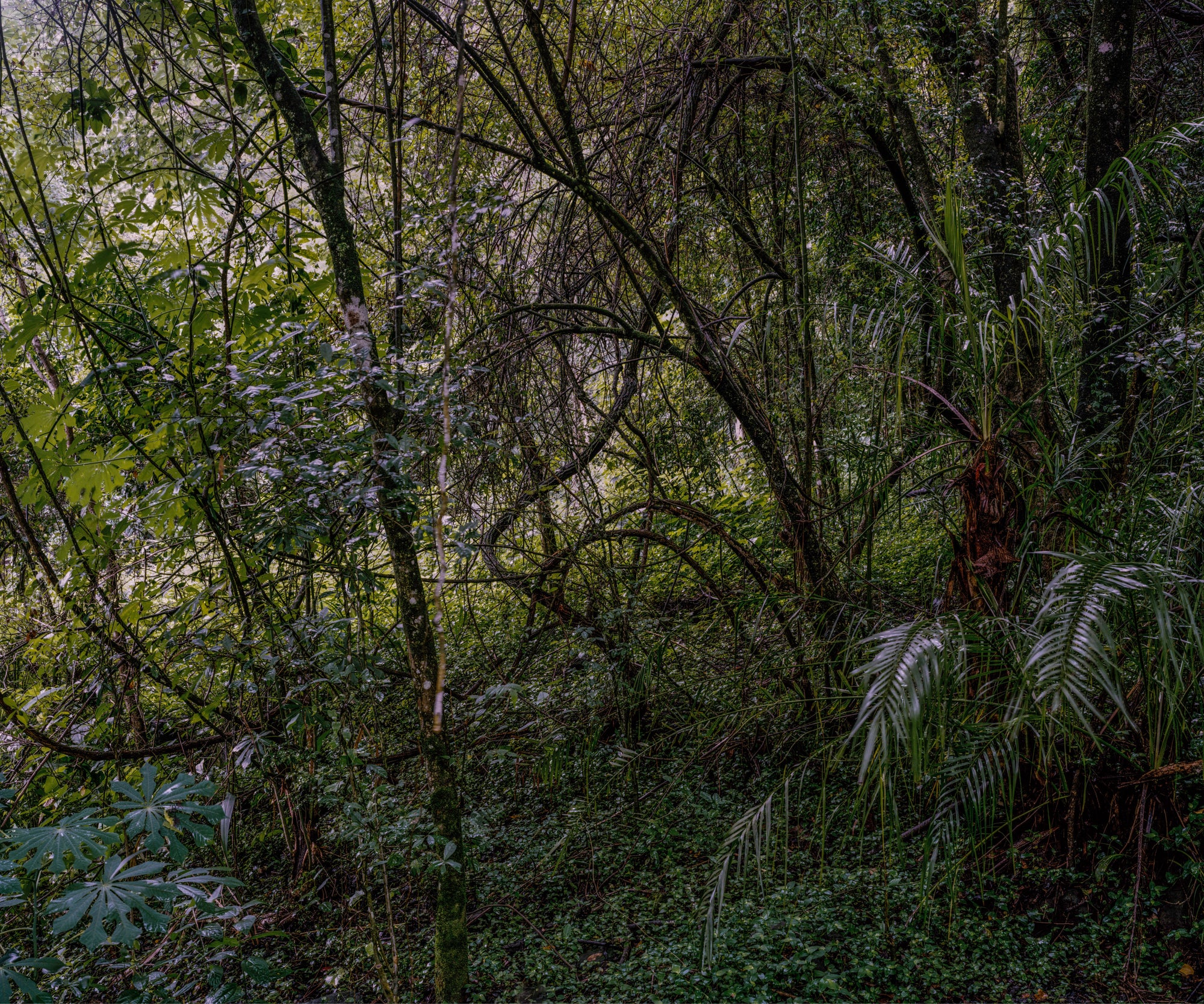 David Southwood | Oriel Road (2009)