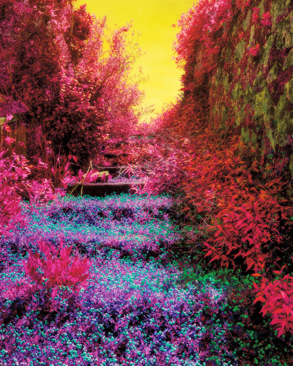 Dillon Marsh | Fever Dream IV (2020)