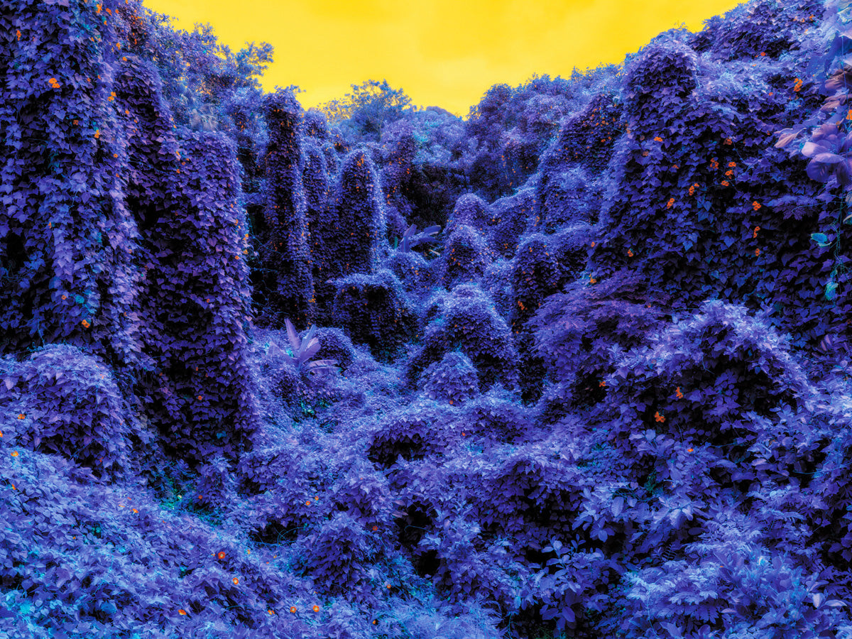 Dillon Marsh | Fever Dream V (2020)