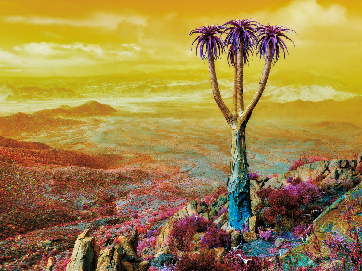 Dillon Marsh | Fever Dream VI (2020)