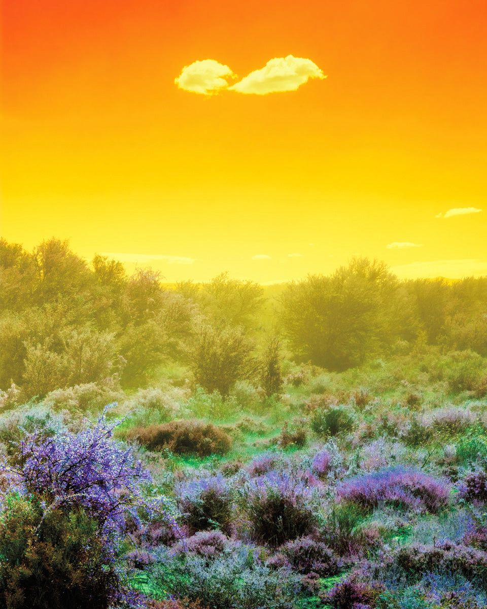 Dillon Marsh | Fever Dream VII (2020)