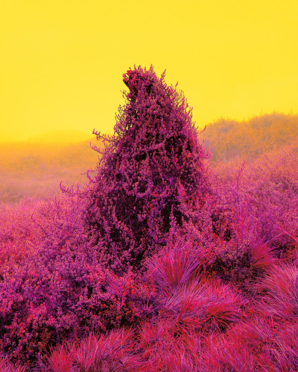 Dillon Marsh | Fever Dream XI (2020)