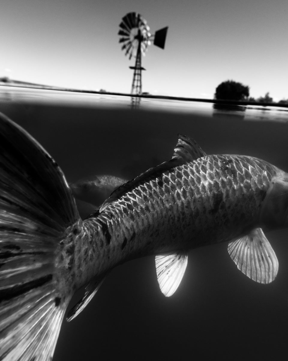 Dillon Marsh | Karoo V (2025)