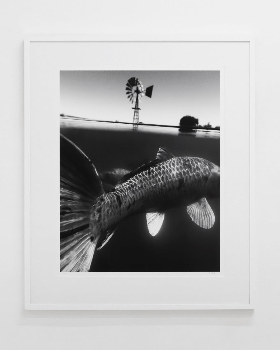 Dillon Marsh | Karoo V (2025)