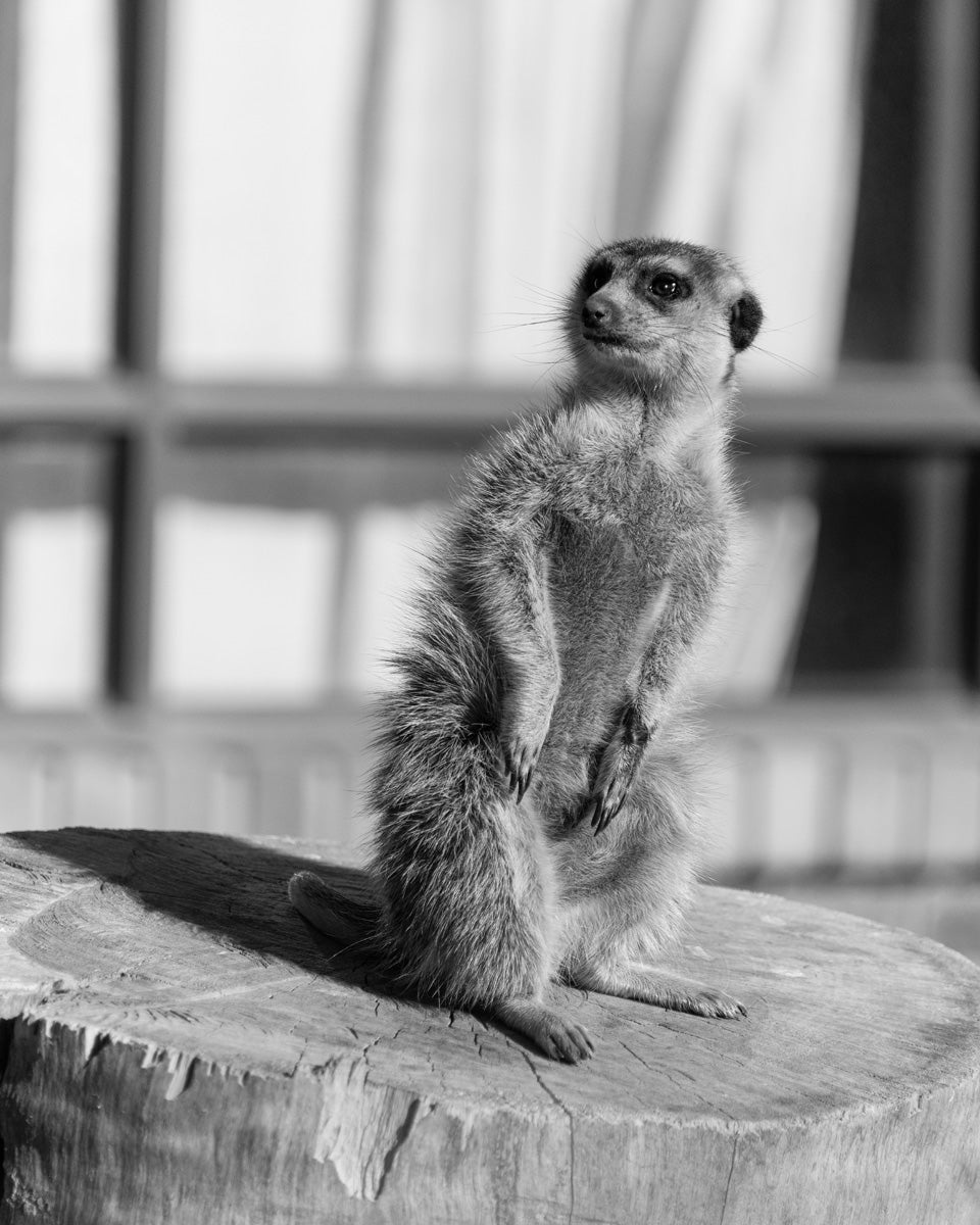 Dillon Marsh | Karoo VIII (2025)