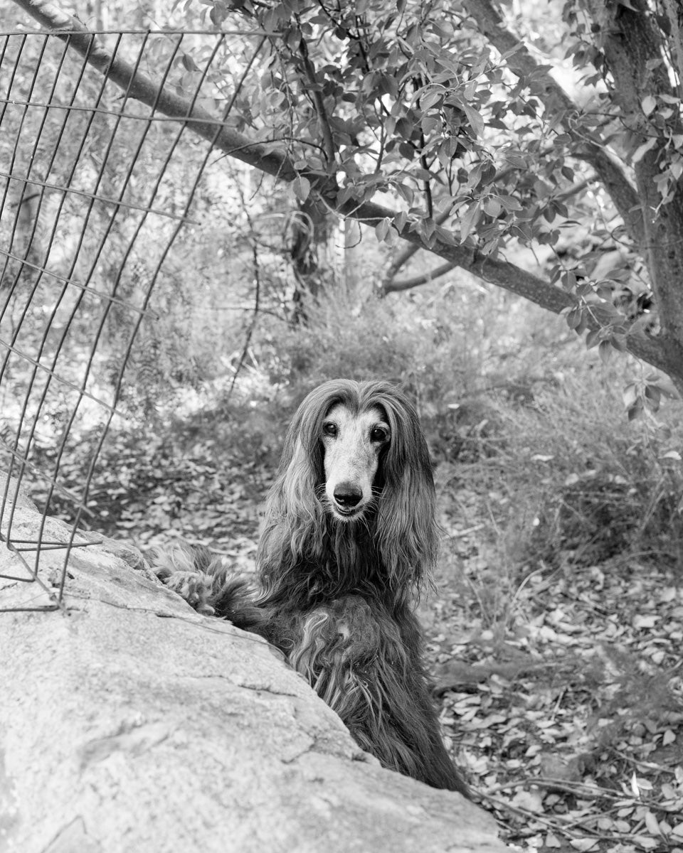 Dillon Marsh | Karoo X (2025)