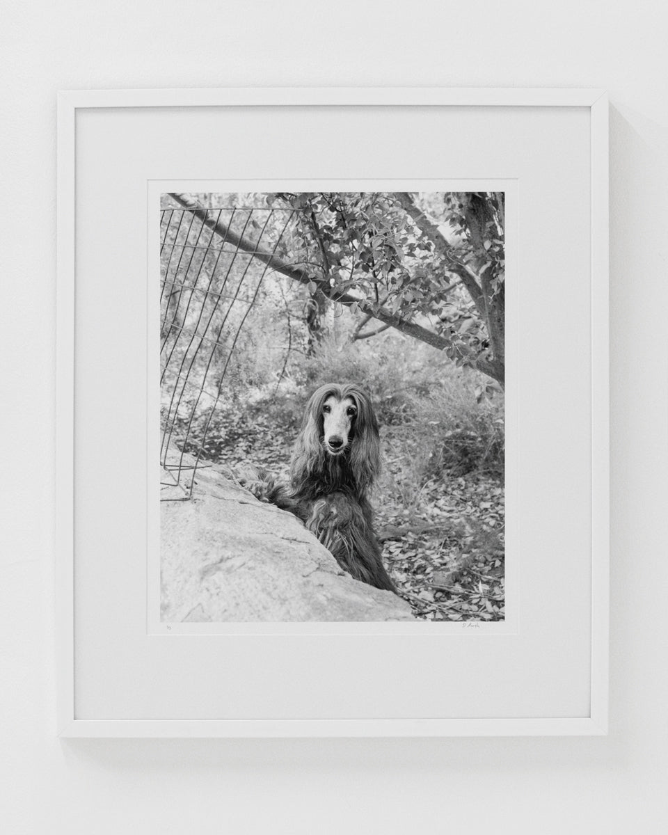 Dillon Marsh | Karoo X (2025)