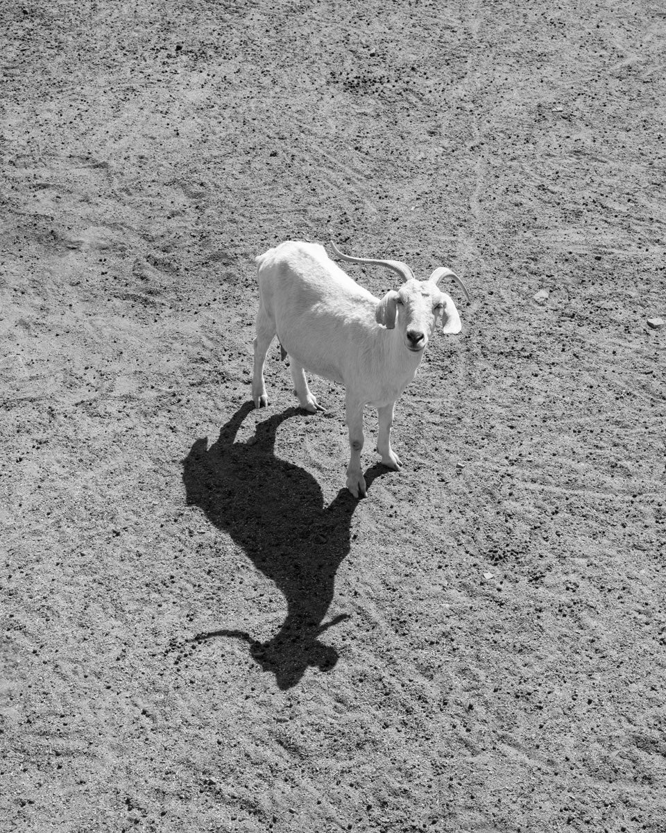 Dillon Marsh | Karoo XII (2025)