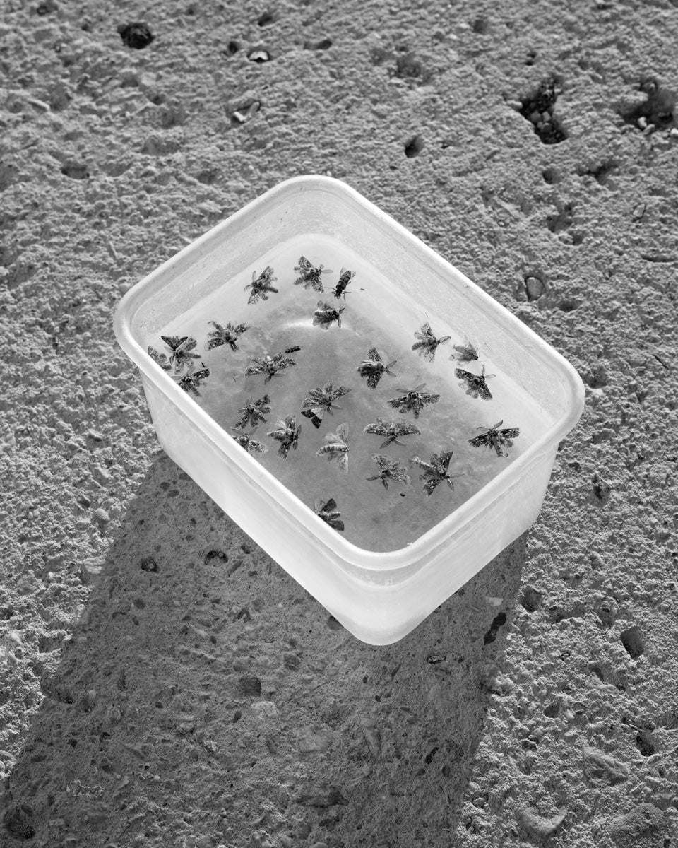 Dillon Marsh | Karoo XX (2025)