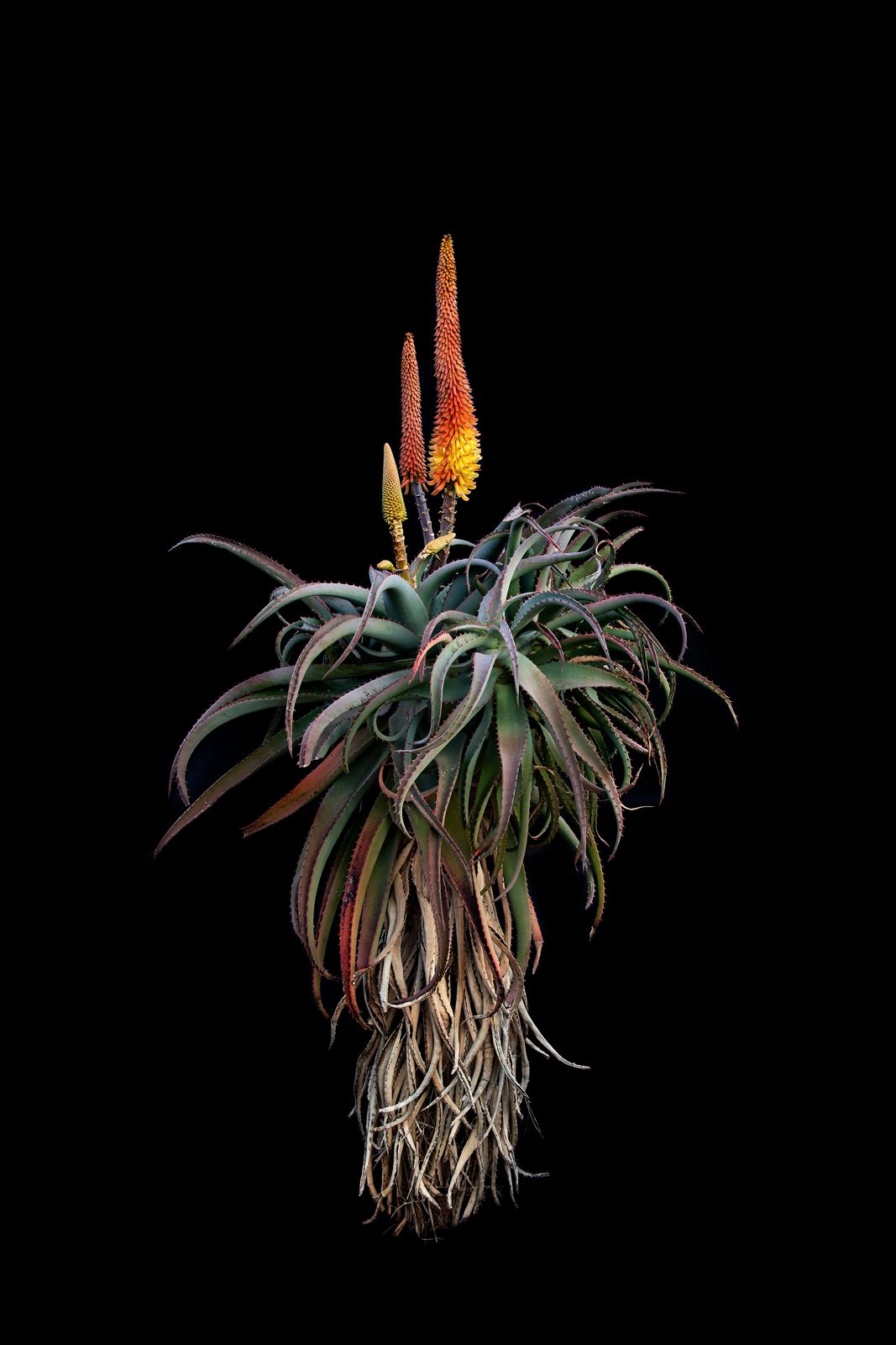 Ana-Filipa Domingues | Aloe Africana (2024)