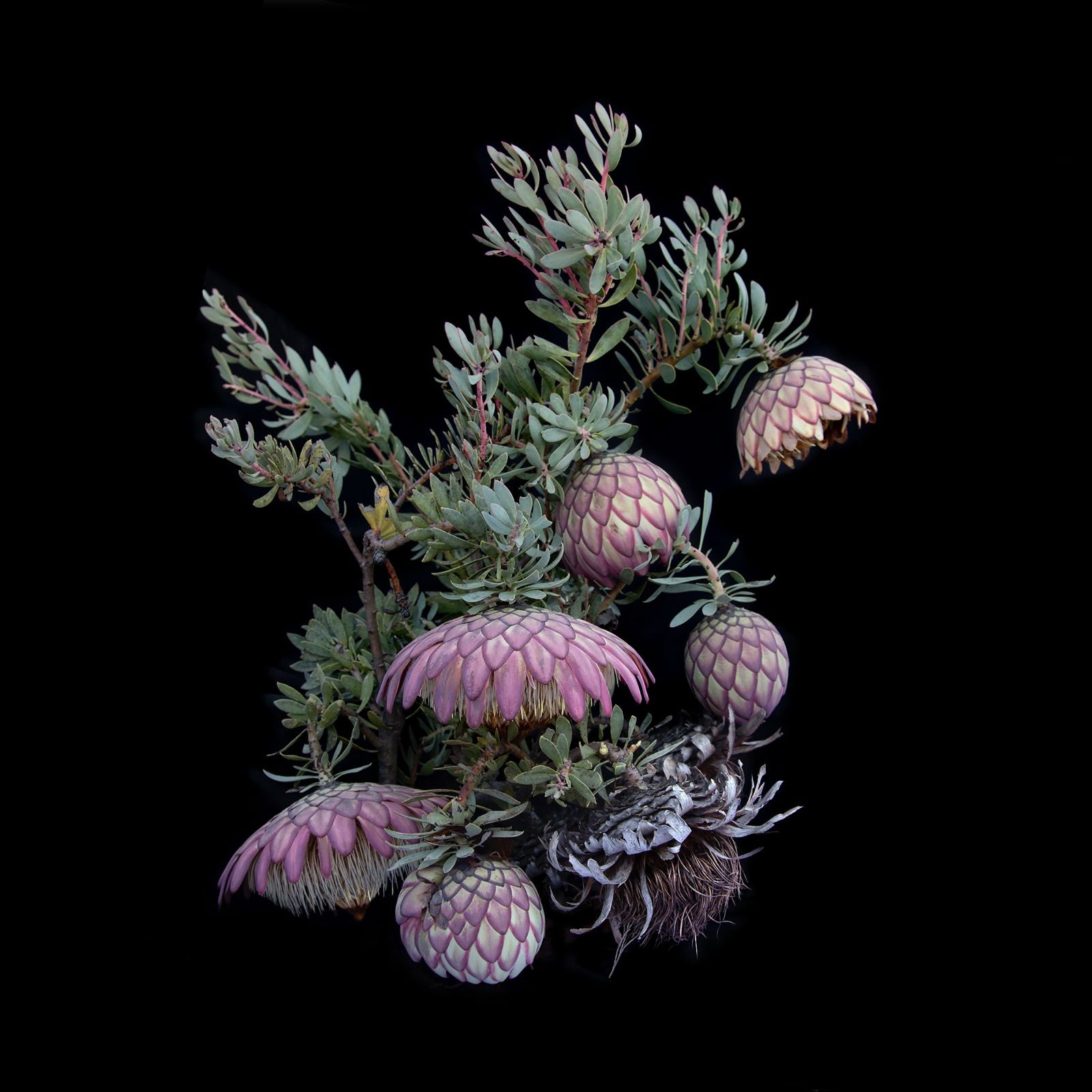 Ana-Filipa Domingues | Protea Sulphurea, Full Cycle (2024)