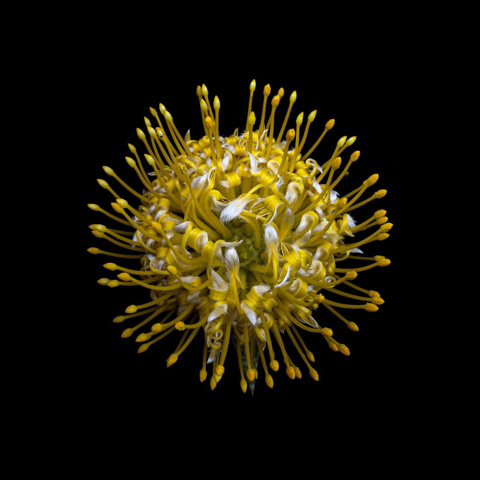 Ana-Filipa Domingues | Leucospermum Conocarpodendron (2024)