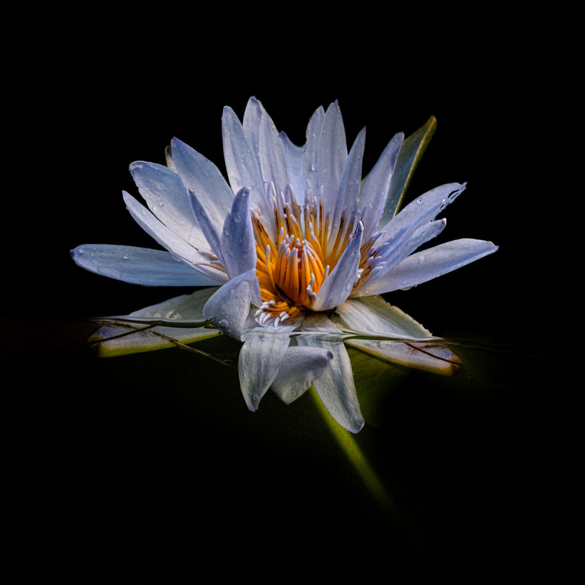 Flora Ana Rani Flora – Ultraviolet | Photographic Artworks