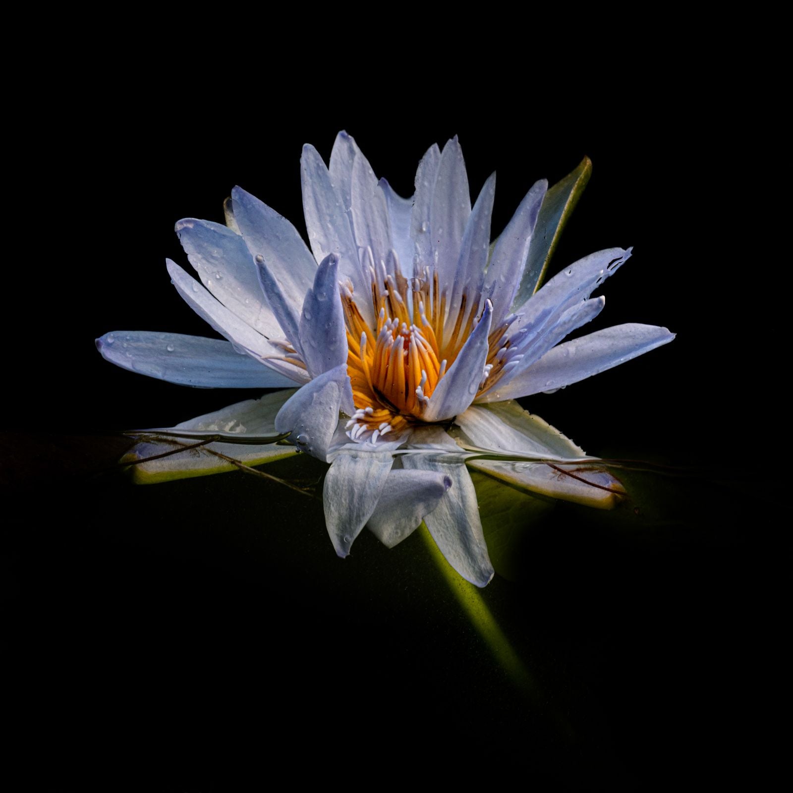 Ana-Filipa Domingues | Cape Water Lily (2024)