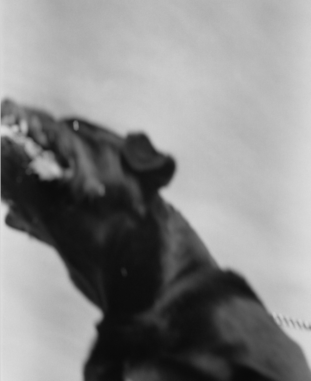 John Second | Snarling Dog I (Klapmuts, 2021)