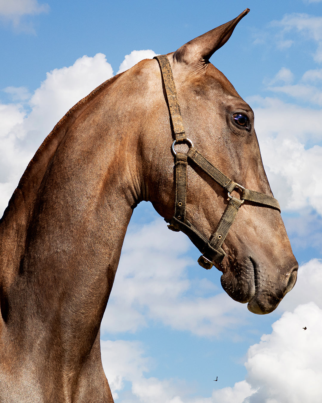 Gabrielle Kannemeyer | She's on Fire (Moorreesburg, 2024)