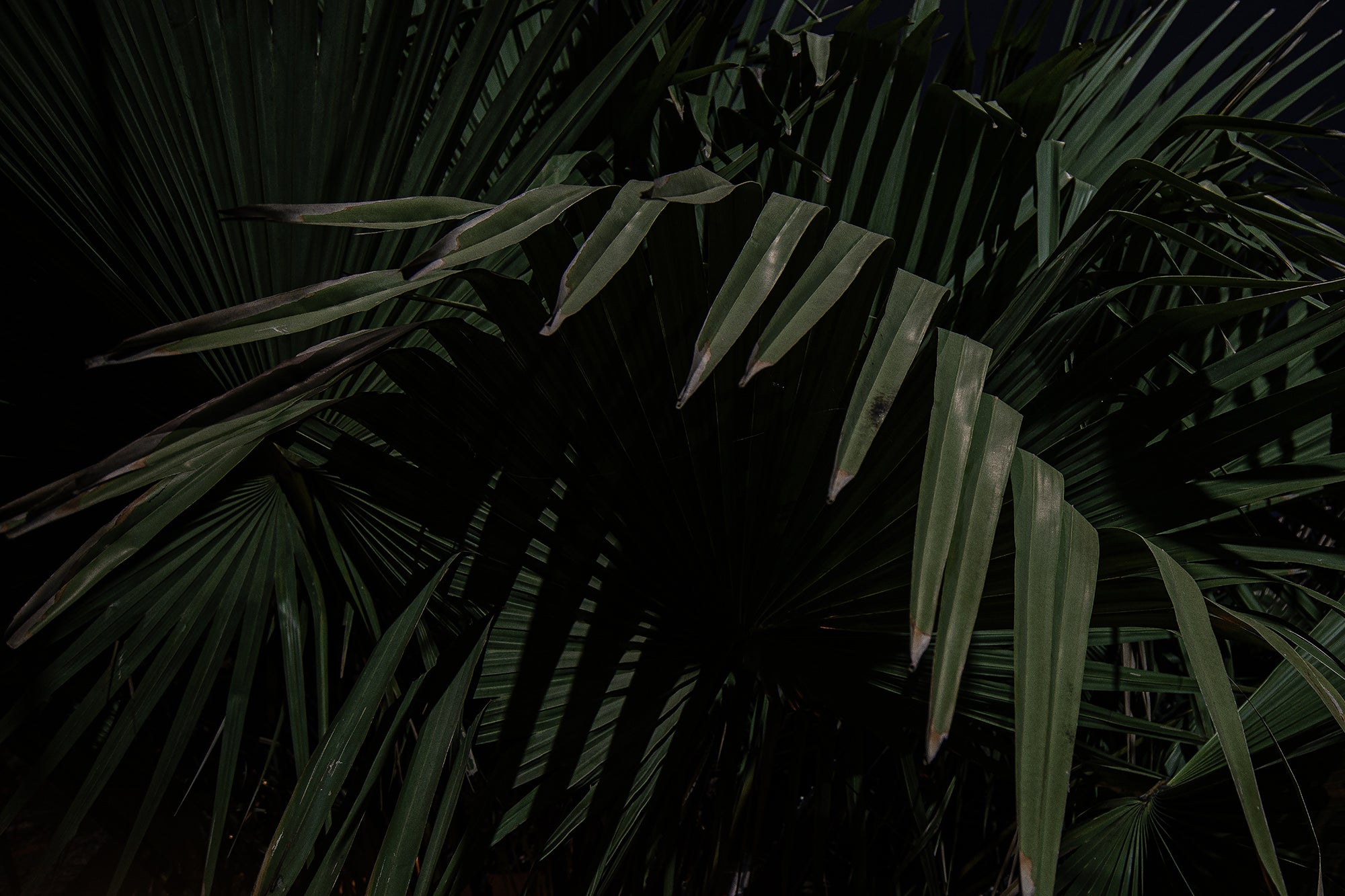 Caroline Sohie | Hymn (2024)