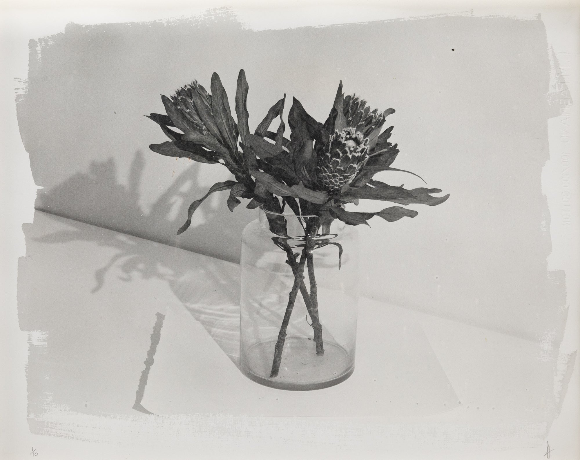 David Bloomer | Protea Flowers in Jar (2025)