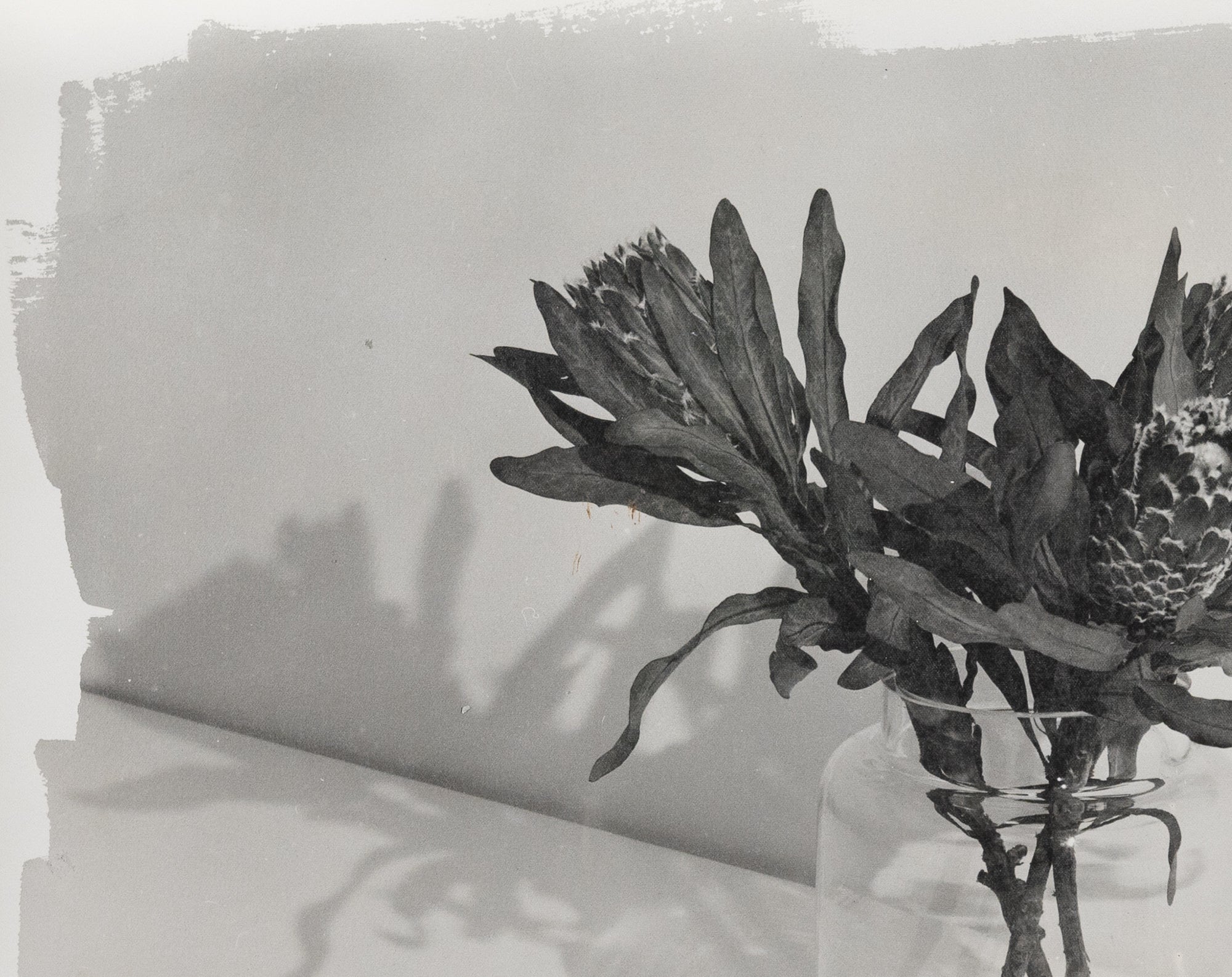 David Bloomer | Protea Flowers in Jar (2025)