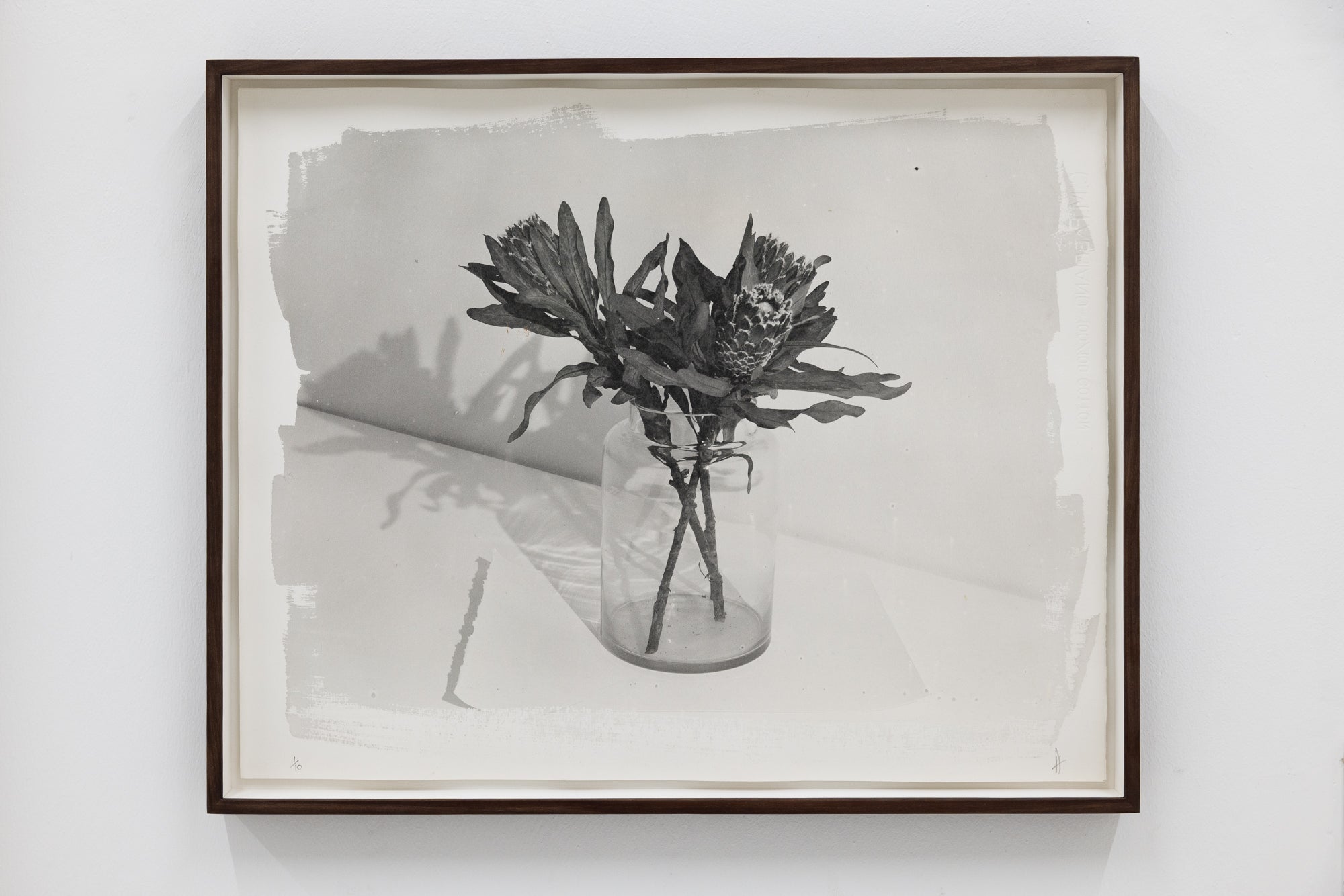David Bloomer | Protea Flowers in Jar (2025)