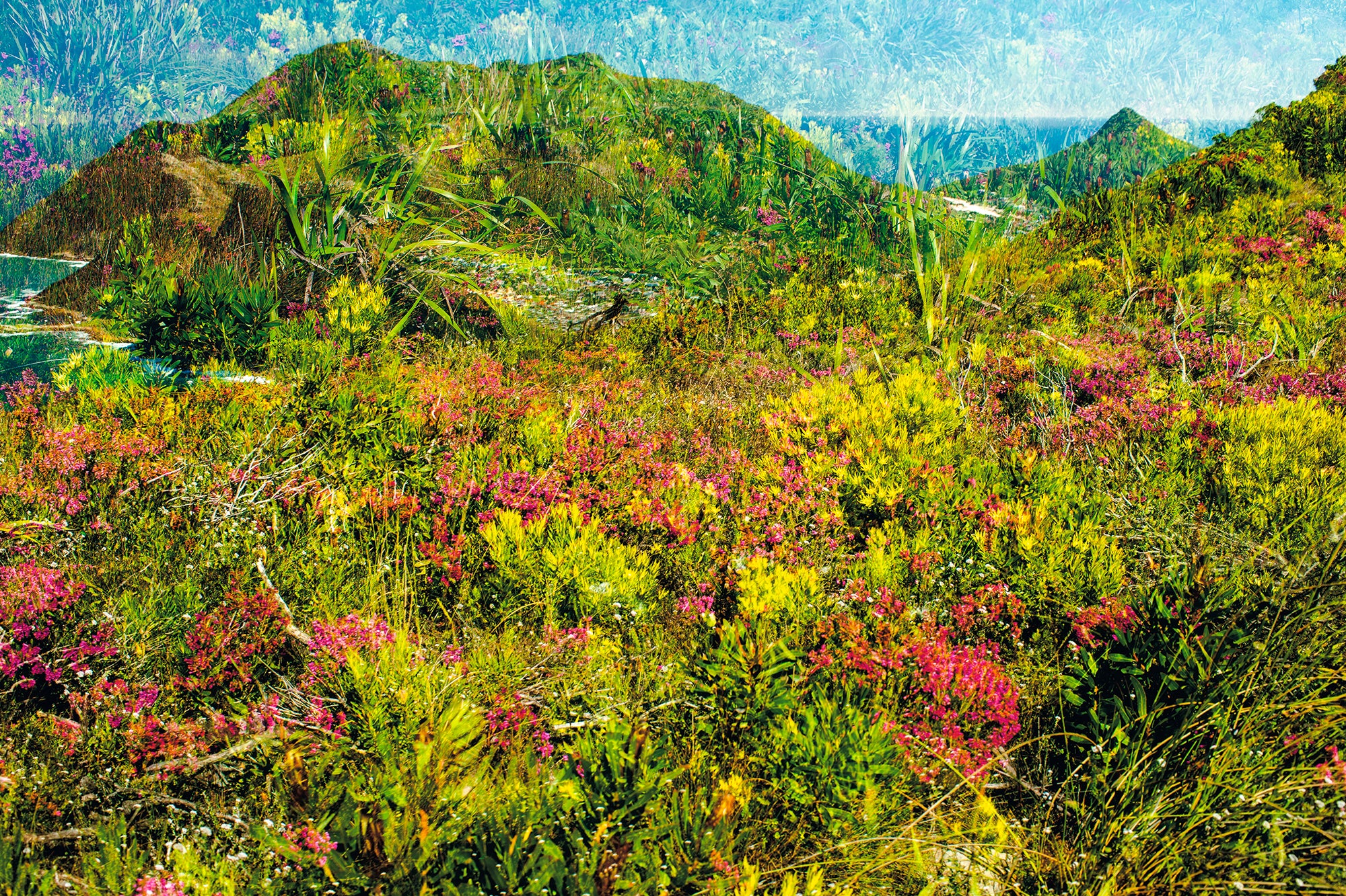 Dylan Culhane | Fynbosbefok, Chapman's Peak (2022)
