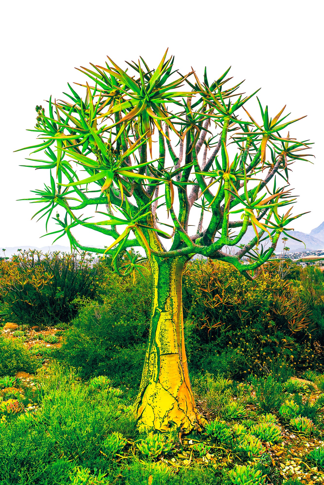 Dylan Culhane | Kokerboom (Worcester, 2022)