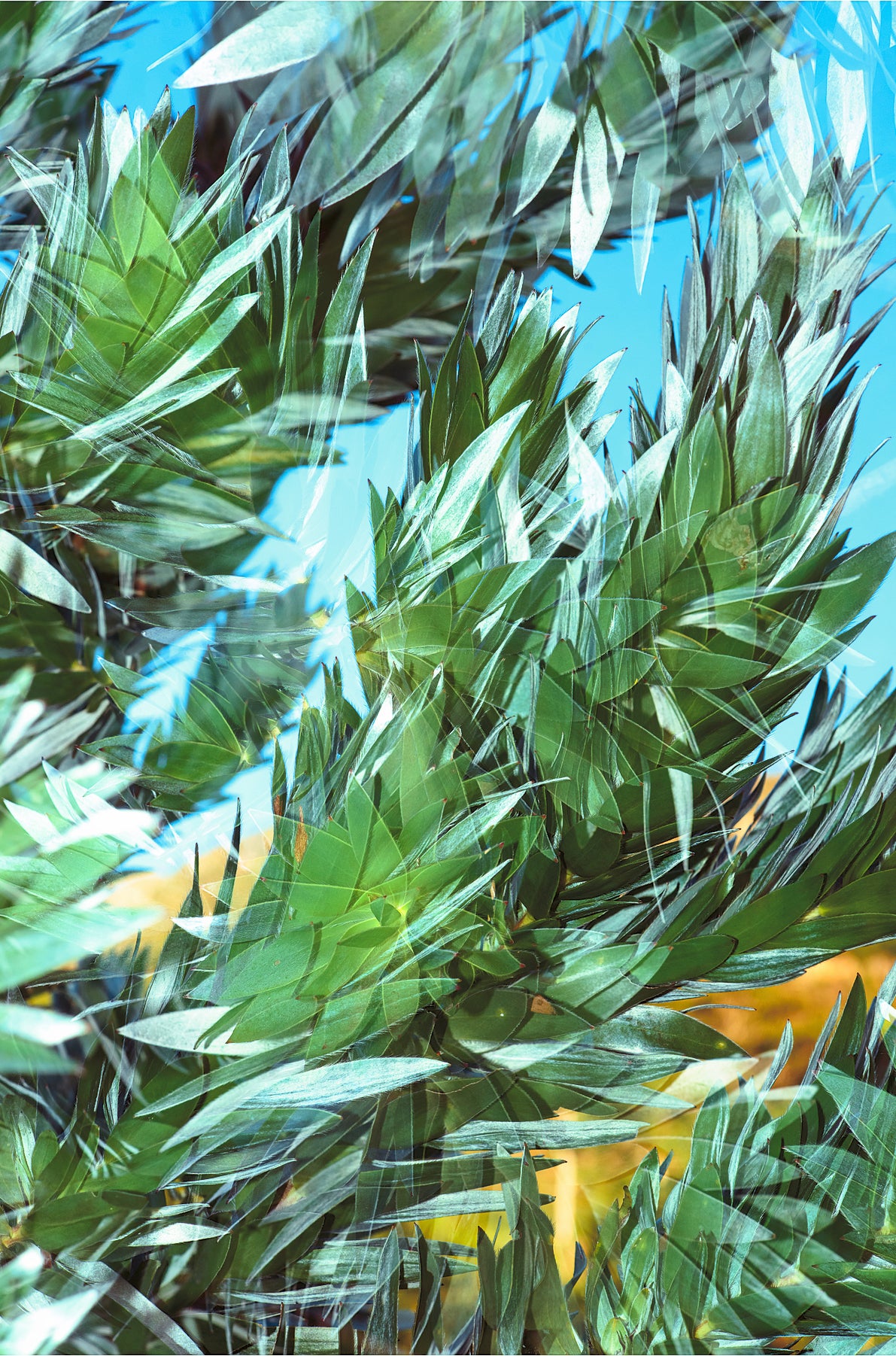 Dylan Culhane | Witteboom (Newlands, 2021)