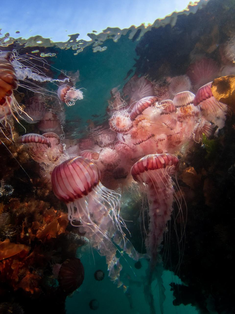 Helen Walne | Parachutes (2025)