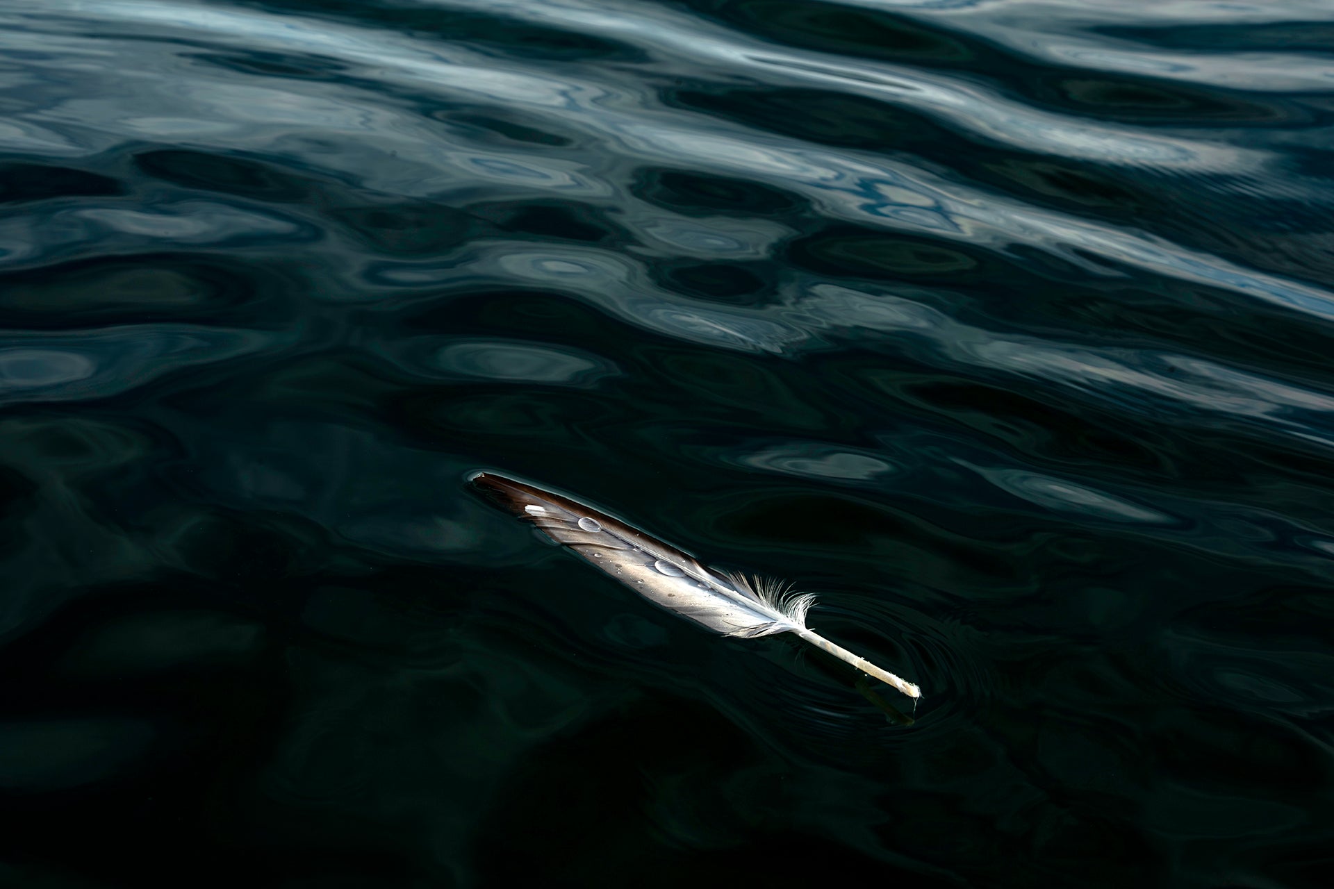Mike Hutchings | Feather, Table Bay (2024)
