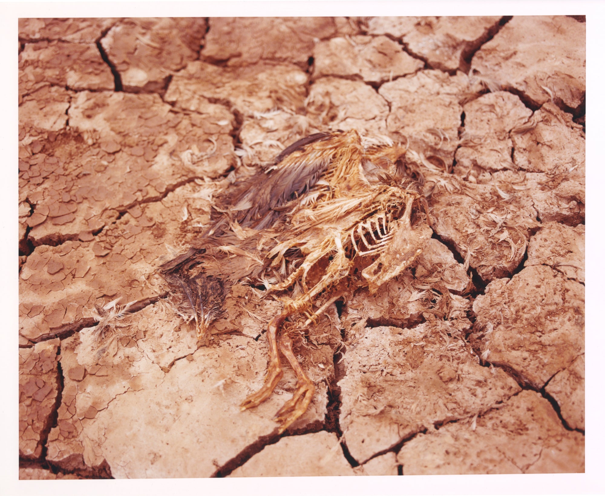 Nick Farmer | Decaying Bird
