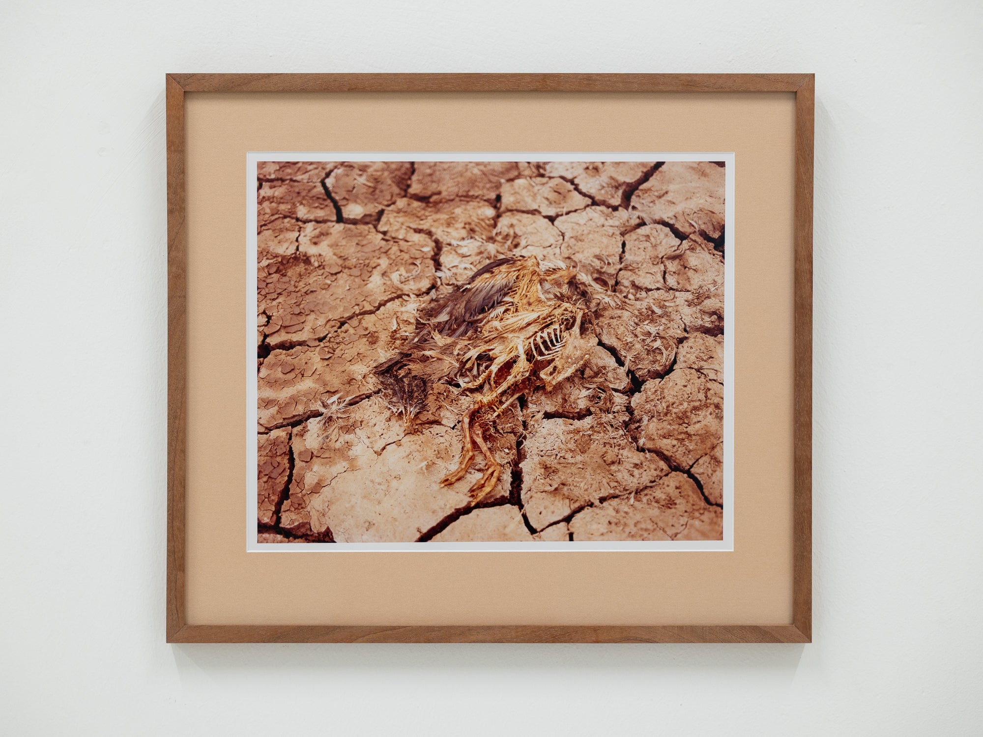 Nick Farmer | Decaying Bird